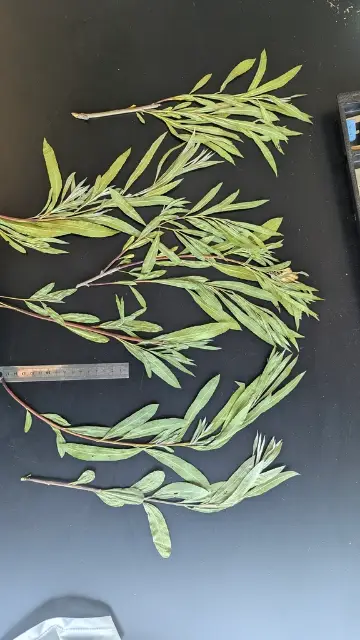 Sandbar willow, flower