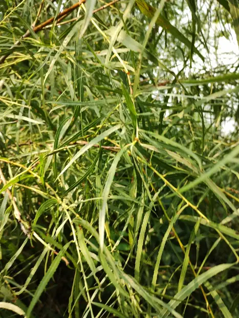 Sandbar willow