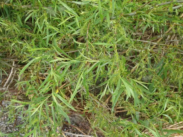 Sandbar willow, seed / fruit