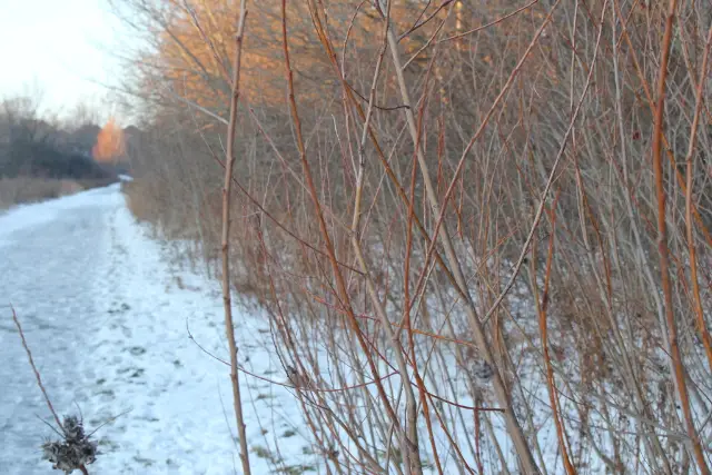 Sandbar willow, winter