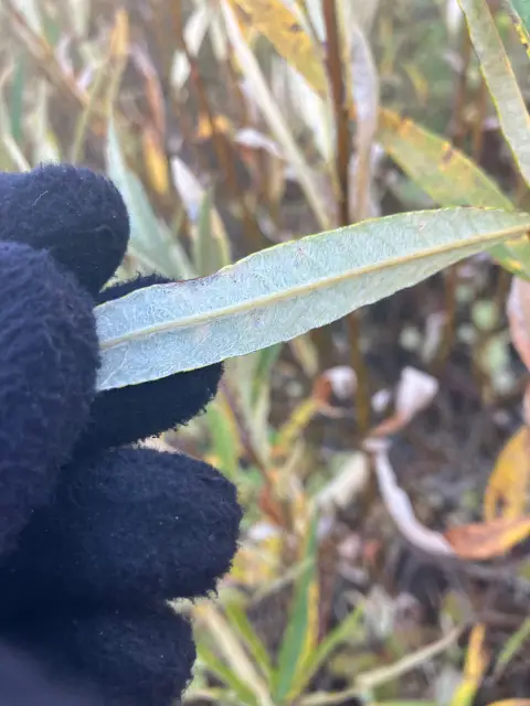Saule satiné, automne