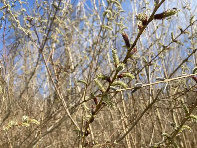 Purple willow, bud