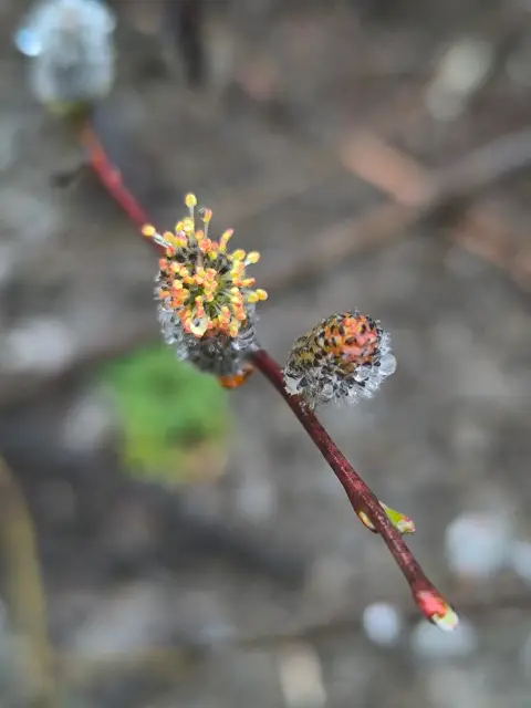 Purple willow, emergence