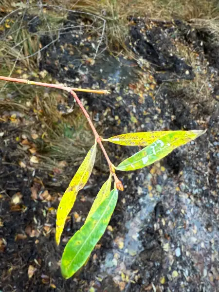 Purple willow, fall