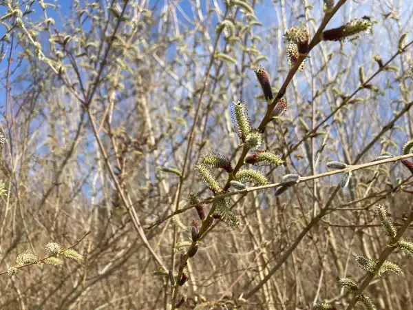 Purple willow, flower