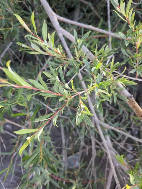 Purple willow