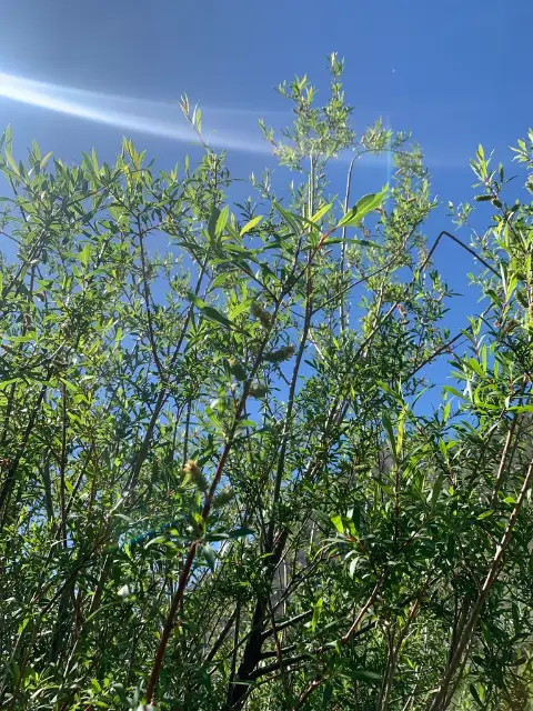 Purple willow, seed / fruit