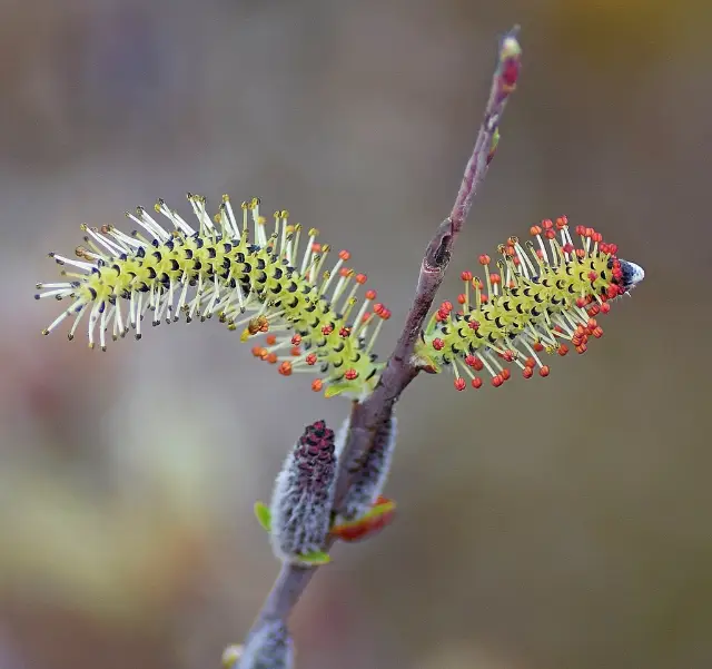 Purple willow, winter