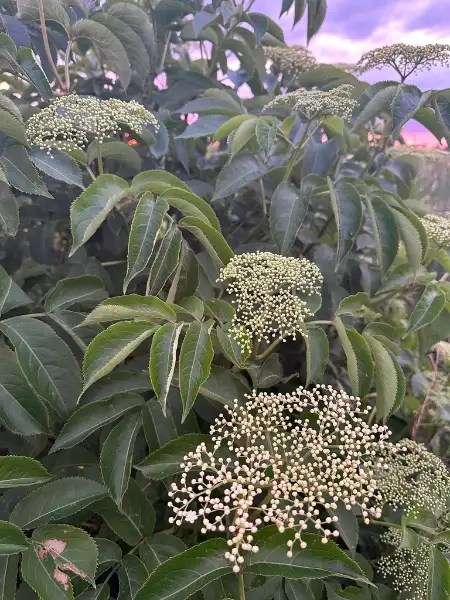 Common elderberry, bud