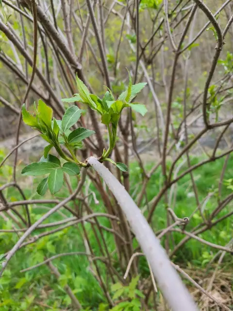 Common elderberry, emergence