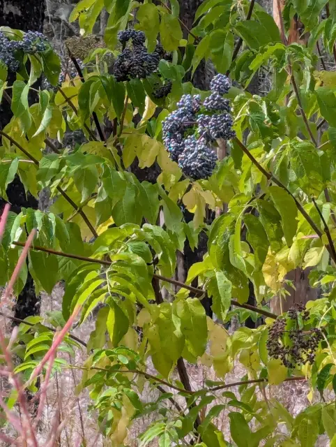 Common elderberry