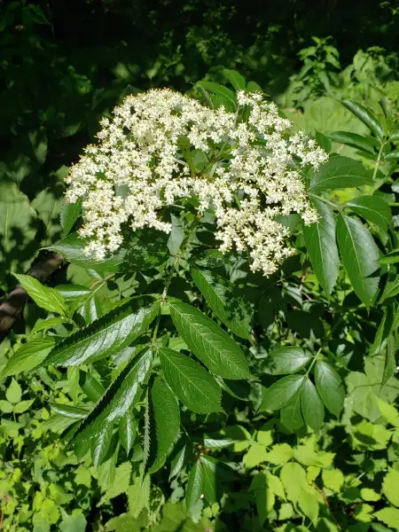 Common elderberry, flower