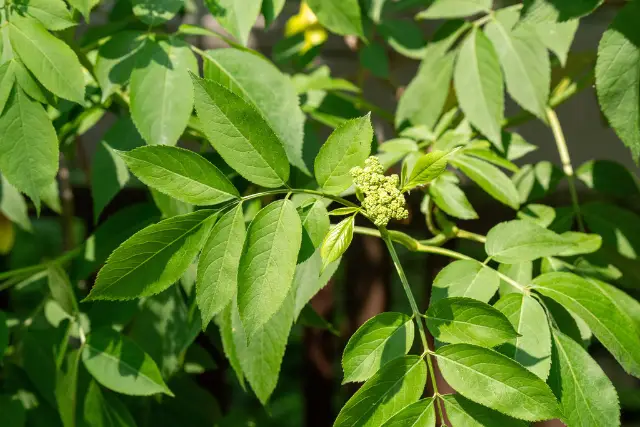 Common elderberry, foliage