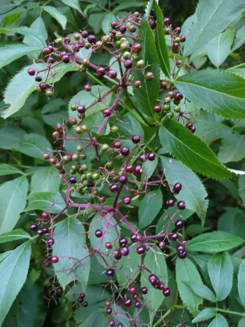 Common elderberry, seed / fruit