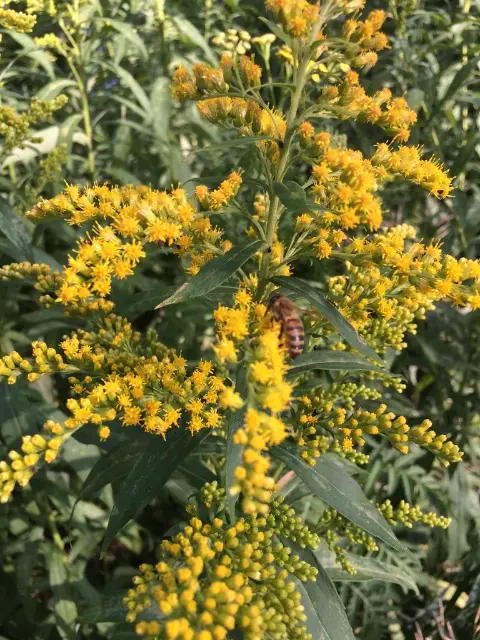 Canada goldenrod, bud