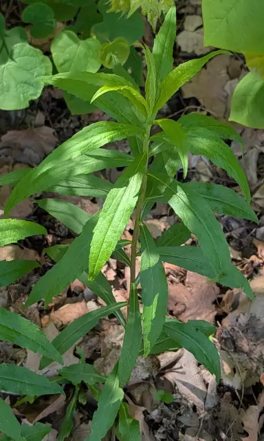 Canada goldenrod, emergence