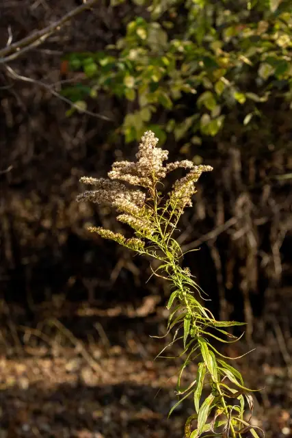 Canada goldenrod, fall