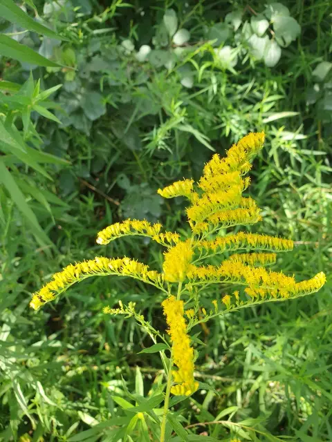 Canada goldenrod