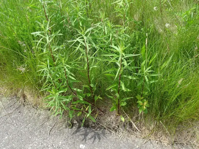 Canada goldenrod, foliage