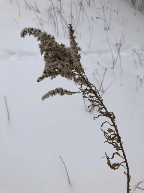 Canada goldenrod, winter