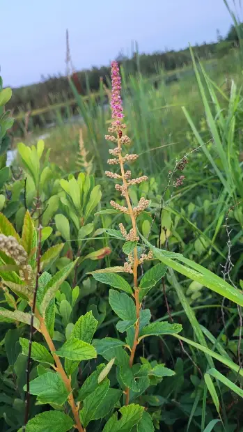 Steeplebush, bud