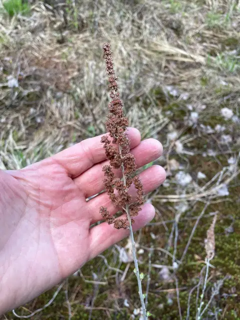 Steeplebush, emergence