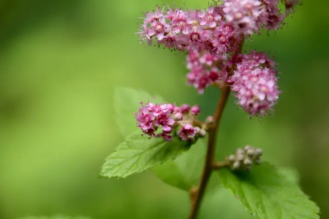 Steeplebush, flower