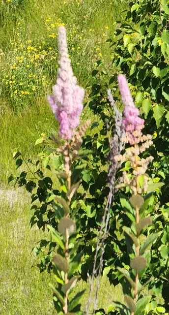 Steeplebush