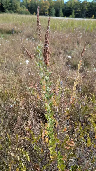 Steeplebush, seed / fruit