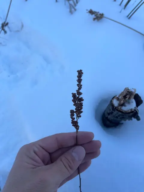 Steeplebush, winter