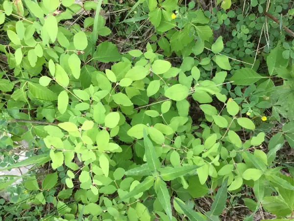 common snowberry, bud