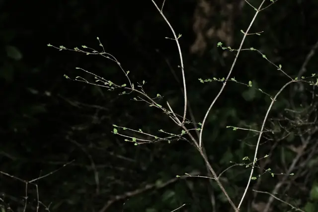 common snowberry, emergence