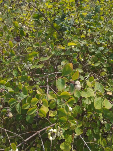 common snowberry, fall