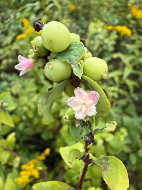 common snowberry, flower
