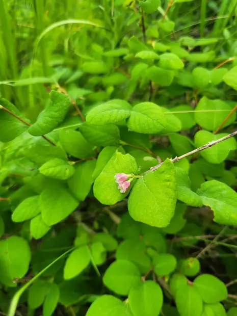 common snowberry