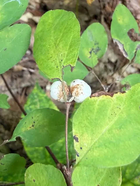 common snowberry, seed / fruit