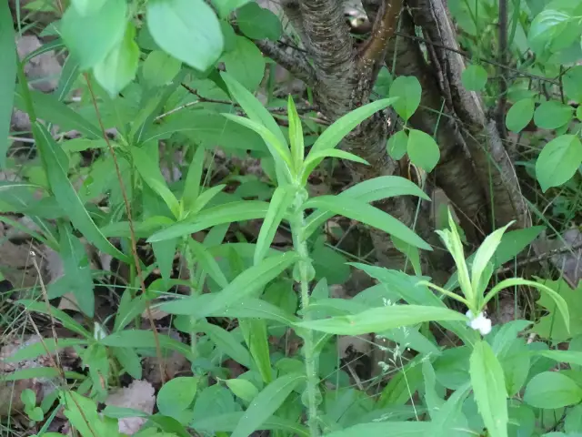 New England aster, emergence
