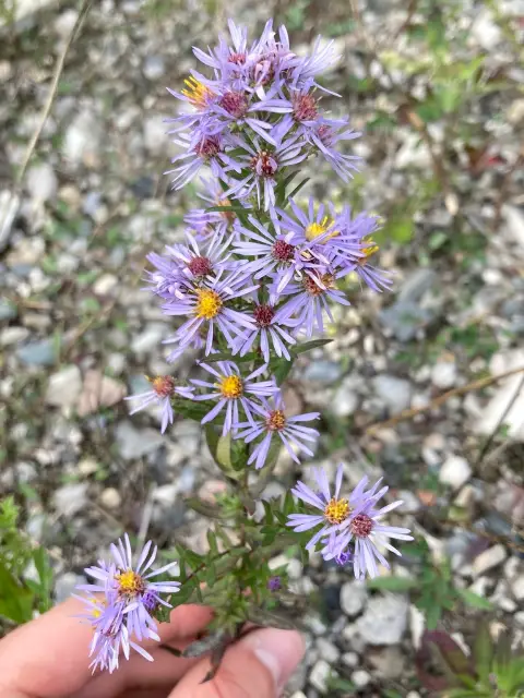 New England aster