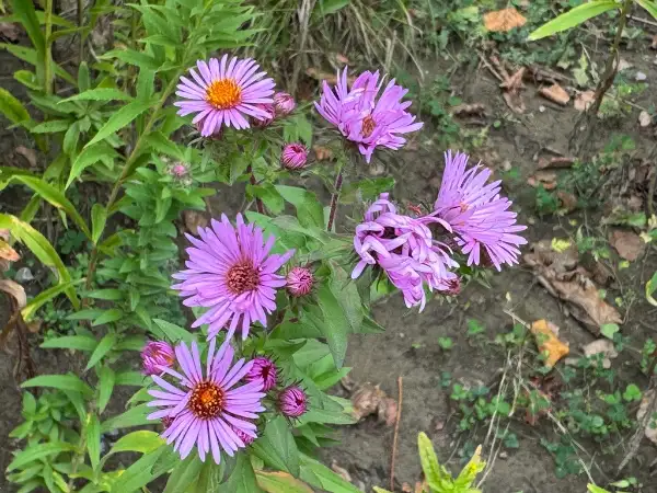 New England aster, flower