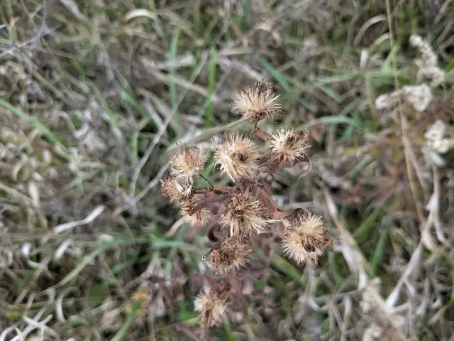 New England aster, seed / fruit