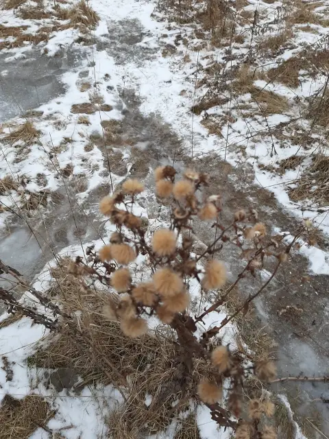 New England aster, winter