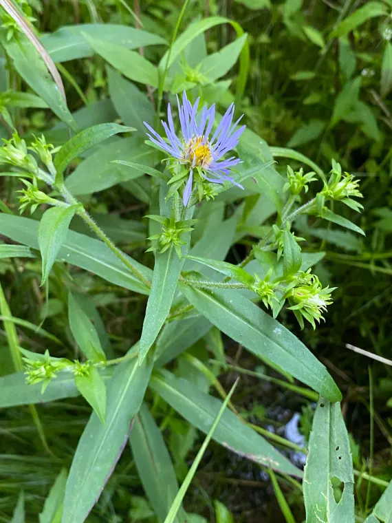 Aster ponceau, bouton