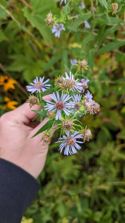 Aster ponceau, automne