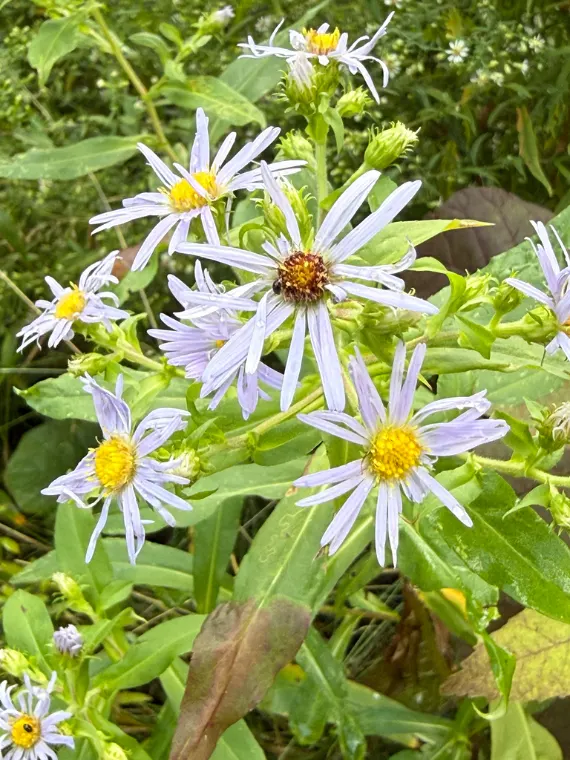 Aster ponceau