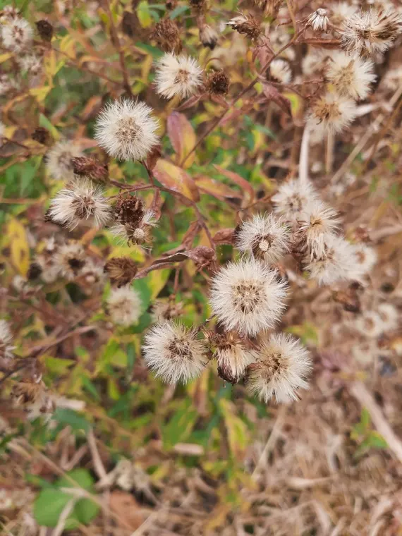 Aster ponceau, graine / fruit