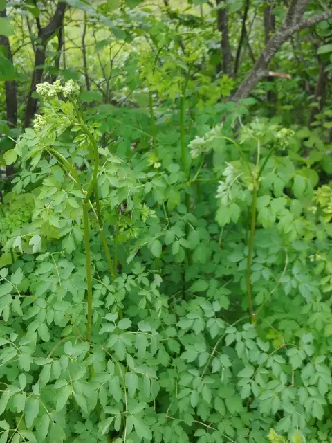 Tall meadow-rue, bud