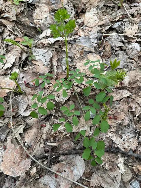 Tall meadow-rue, emergence
