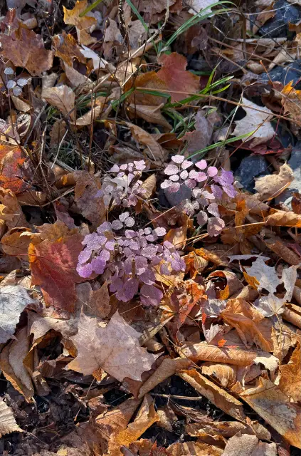 Tall meadow-rue, fall