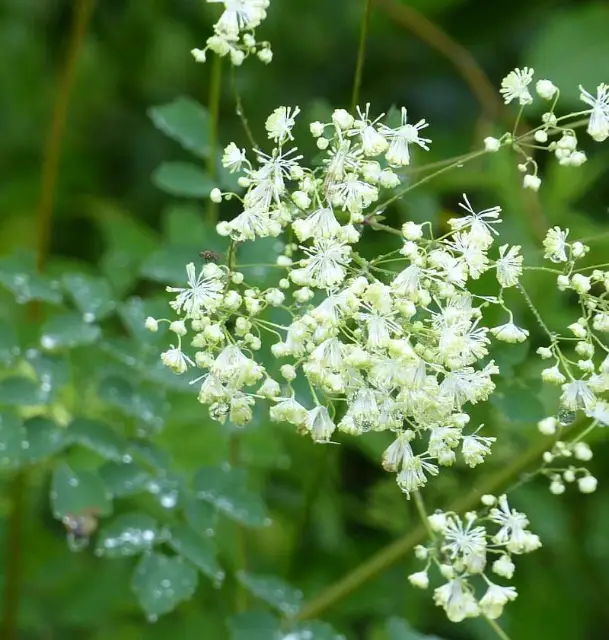 Tall meadow-rue