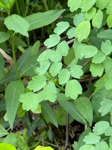 Tall meadow-rue, foliage
